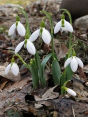 Galanthus sp. - Snowdrops - Jane has persisted in trying to estblish these borderline-hardy bulbs in our garden, and hyer optimism appears to be rewarded with the little colonies under the ancient apple tree increasing every year. Image: HFN