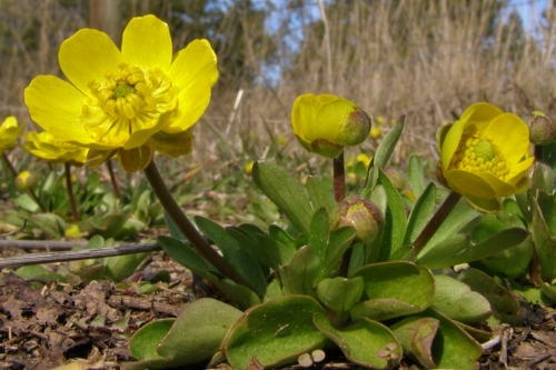 Sagebrush Buttercup - Ranunculus glaberrimus - The geese are back and the sagebrush buttercups are fragrantly blooming on our hillsides - we're over the worst of winter for another year! Image: HFN