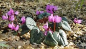 Cyclamen coum