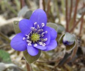 Hepatica nobilis