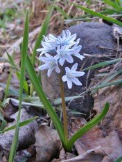 Chionodoxa 