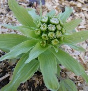 Petasites japonicus