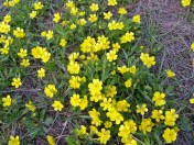 Ranunculus glaberrimus