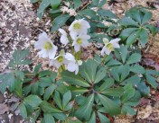 Helleborus niger