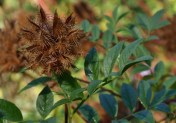 Gylcyrrhiza yunnanensis - Yunnan Licorice. Close-up of seedhead, October 2016. Image: HFN