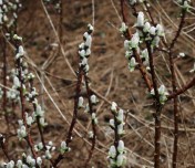 Pussy Willows - Salix sp. Image: HFN