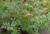Attractive foliage of Glycyrrhiza yunnanensis. Image: HFN