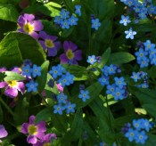 Pink 'Wanda' primroses in a cloud of forget-me-nots.