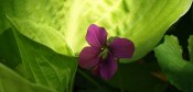 Viola sororia 'Red Emperor' and Hosta leaves. 