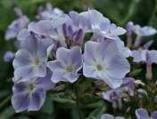 The tall summer phlox are old fashioned flowers which are perhaps not used as often as they could be for mid to late summer coloyur. Here is 'Franz Schubert', 4 feet tall and loaded with heads of fragrant, soft lilac blooms in August.