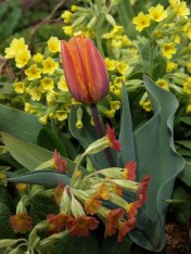 Primula elatior Tulip 'Princess Irene' April 17 2016 Image: HFN