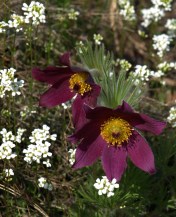 Pasque Flower - Pulsatilla vulgaris - David Douglas Botanical Garden - UNBC, Prince George - May 18, 2014