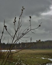 Pussy willows near Tyee Lake - May 9, 2014