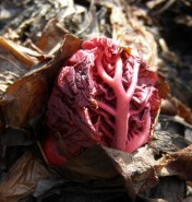 Bursting from its parent root, a leaf of ornamental rhubarb, Rheum palmatum var. tanguticum. Image: HFN