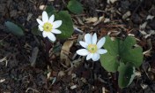 Sanguinaria canadensis - Bloodroot. Image: HFN