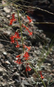 Scarlet gilia, Ipomopsis aggregata, near Keremeos. May 31, 2014.