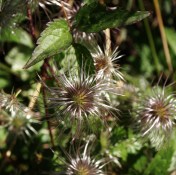 Clematis serratifolia