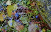 Snow on Lobelia.