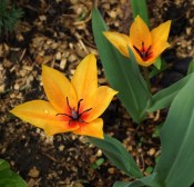 Tulipa praestans 'Shogun'