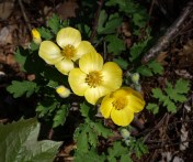 Wood Poppy - Stylophorum diphyllum. Native to Eastern North America. Van Dusen Garden, April 2, 2016. Image: HFN
