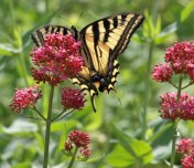 Swallowtail butterfly on Red Valerian, Centranthus ruber, Summerland Ornamental Gardens, June 7, 2014