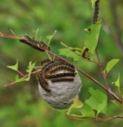 Ah, yes. These guys. Prince George and area appears to be having a continuation of last year's tent caterpillar infestation. It looks like the massive population boom is in decline from last year, but there are still plenty around, munching their way steadily through the forest.