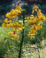 2015 has been a wonderful year for lilies. I am very fond of the old fashioned turk's cap and tiger lilies, and this one, 'Citrinum', is one of the best. Lemon yellow, generously freckled, and blooms and blooms and blooms - check out the number of spent blooms lower on the stalk. 