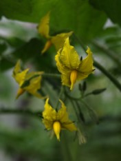 Tomato blossoms are popping out all over, promises of good things to come. Image: HFN