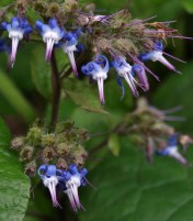 A close-up of one of my secret favourite flowers, the coarse-leaved Borage relative Trachystemon orientalis, originally hailing from Turkey and Bulgaria and region, and very much at home in the UBC garden, where it forms substantial colonies. The tiny blue starflowers with curled petals are strangely charming. I have nursed my own specimen through two mild winters, with the help of lots and lots of mulch, much to the bemusement of my fellow gardeners, who don't quite get the appeal. Image: HFN