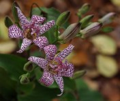 Tricyrtis hirta - Japanese Toad Lily - Hill Farm - November 1, 2014