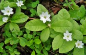The ubiquitous lupines and Indian paintbrush were just coming into bloom, but we were pleased to discover a number of less conspicuous floral stars, such as these tiny Trientalis arctica, Northern Starflower.