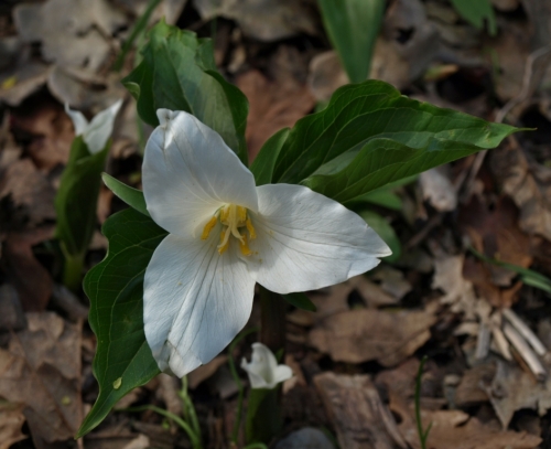 Trillium grandiflorum - White Trillium. An eastern Canadian wildflower, growing happily in the woodland habitat at Van Dusen, April 2, 2016. Image: HFN