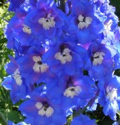 An unnamed hand-pollinated delphinium from a random seed mix from Dowdeswell's in New Zealand. Hill Farm, July 7, 2013. 