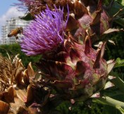 Globe artichoke UBC 2 