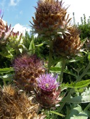 Globe Artichoke at UBC Image: HFN