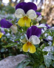 viola tricolor