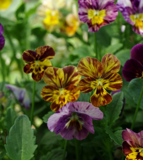 Heirloom pansy 'Watercolor' is splashed and streaked with contrasting tones. Image: HFN