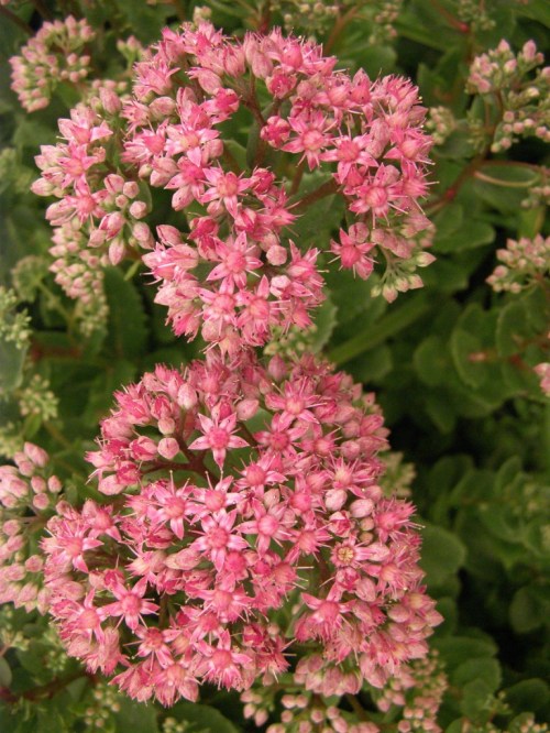 Hylotelephium 'Pink Jenny' Image: HFN