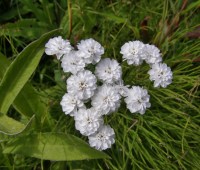 Achillea ptarmica Image: HFN