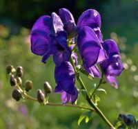 Aconitum 'Spark's Variety Image: HFN