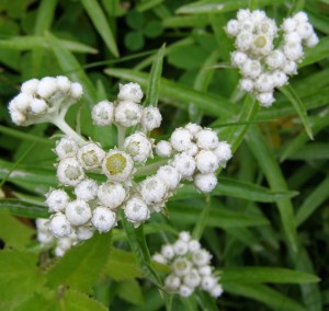 Anaphalis margaritacea - Pearly Everlasting. Image: HFN