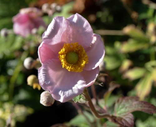 Anemone 'Robustissima' Image: HFN
