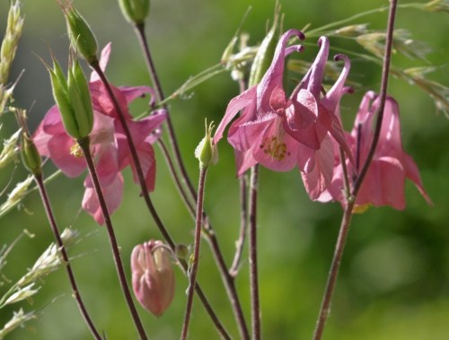 Aquilegia vulgaris 'Heidi'. Image: HFN