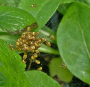 Newly hatched orb weaver spiders,