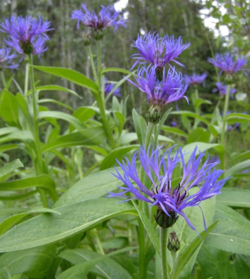 Centaurea montana - MOuntain Bluet. Image: HFN