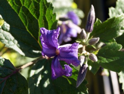 Clematis heraceifolia. Image: HFN