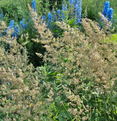 Deschampsia caespitosa - Hill Farm, July 2012