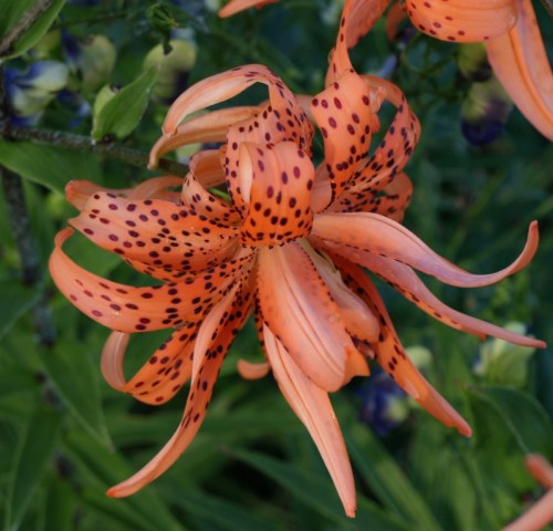 Double Tiger Lily - Liulm lancifolium flore pleno. Image: HFN