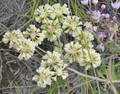 Eriogonum heracleoides var. angustifolium - Parsnip-Flowered Buckwheat. Image: HFN