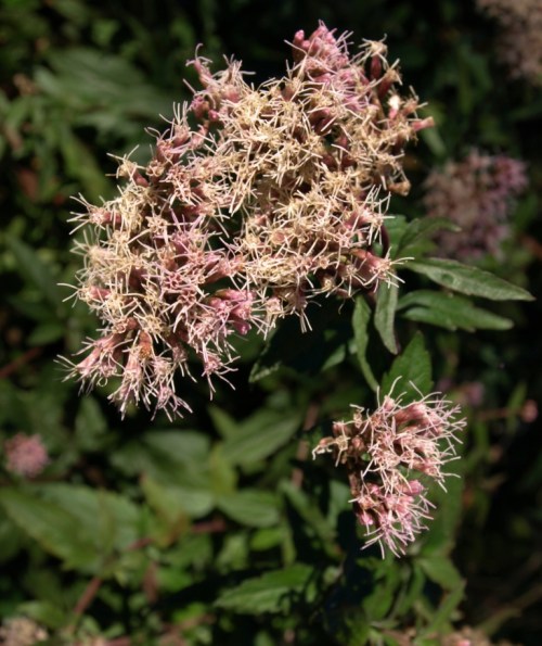Eupatorium cannabinum - Hemp Agrimony. Image: HFN